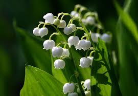 Exotic temperatures call for exotic flowers, don't you think? 10 Most Expensive Flowers In The World Orchids Roses Priceless Plants Financesonline Com