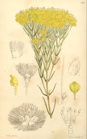 Image result for Helichrysum nitens