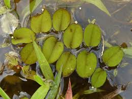 Image result for Salvinia hastata