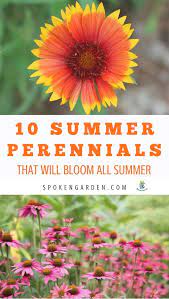 They're even more special when they come from your own garden, or if you receive a bouquet from a loved one to celebrate a special occasion. Top 10 Summer Blooming Perennials For Long Lasting Garden Color Spoken Garden Summer Flowers Garden Long Blooming Perennials Summer Plants