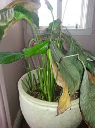 By the time brown spots begin developing and lower portions of the leaf. Help My Peace Lily Is Suffering
