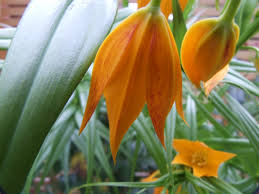 Image result for Littonia modesta