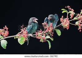 Mehndi ki dejain photo zoomphoto : Beautiful Indian Actress Images Wallpapers For Free Download About 1 765 Wallpapers