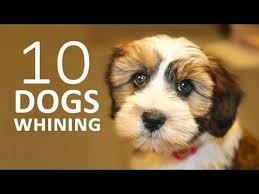 Dog Whining Page 11 Act I 1 10 Dog Whining Crying Sound Dog Sounds