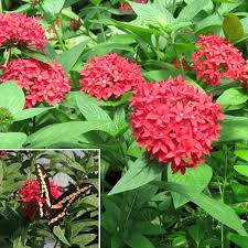 Image result for Pentas lanceolata