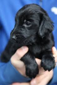 Black flat coated retriever puppies. 14 Flat Coated Retriever Puppy Ideas Flat Coated Retriever Retriever Cute Dogs