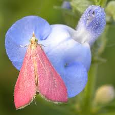 Image result for Bothriocline monocephala