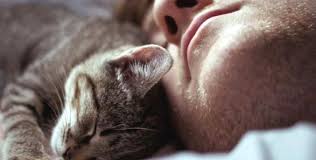 Am tag sowie in der. Mit Seiner Katze Im Bett Schlafen Oder Nicht Unsere Meinung Holidogtimes