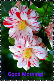 Check spelling or type a new query. New Beautiful Good Morning Images With Flowers Top Collection Of Different Types Of Flowers In The Images Hd