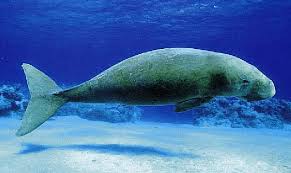 Dugongs are marine mammals related to the manatee that graze on sea grass in warm, shallow waters from east africa to australia. Adult Dugong Dugong Dugon Photo C Doug Perrine Seapics Com Download Scientific Diagram
