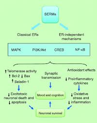 Image result for Selective Estrogen Receptor Modulator