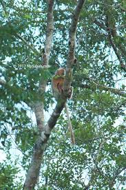 Image result for Streptocarpus montis-bingae