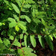 Image result for Chamaecrista paralias
