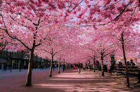 Chencun flower world travelers' reviews, business hours, introduction, open hours. 10 Most Beautiful Flower Cities In The World This Is Italy Page 4