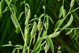 Image result for Sphenoclea zeylanica