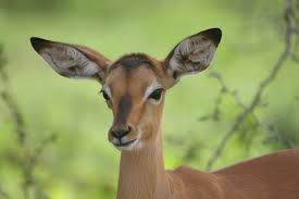 There Are Two Types Of Impalas I Love Normal Impalas And Tame Impala S Animals Animal Alphabet Impala