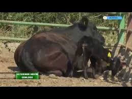 Erginler Ciftligi Angus Ciftligi Angus Kasabi Angus Yetistirilmesi Bolum1 Youtube 2020 Hereford Veterinerler Hayvanlar