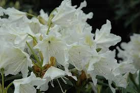 Cunningham White Rhododendron Rhododendron Cunningham White At Connon Nurseries Cbv Flower Azalea Rhododendron