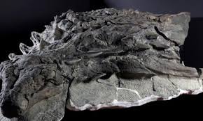 But how did an animal i wasn't expecting the camel. Fossilised Giant Camel Bone Found In High Arctic Fossils The Guardian