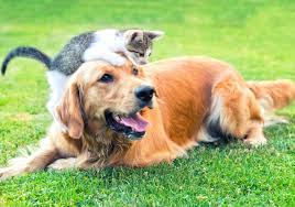 Dogs eating any cat food is not good. Can Dogs Eat Cat Food Is Cat Food Bad For Dogs Dog Eating Cat Food