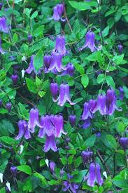 Clematis can cause severe mouth pain and ulcers if eaten. Clematis Rooguchi Pollinator Plants Organic Gardening Tips Garden Shrubs