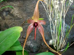 Image result for Bulbophyllum vulcanicum