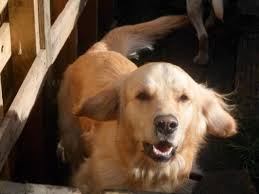We have the dog insurance plan reviews, rankings and information you need to make the right decision on your next dog insurance plan. Buymydog Co Uk Offering Beautiful Boy Busby Out To Stud He Is Just Over Two Years Old And As Recently Sired His First Dog Insurance Pet Care Cats Cat Illnesses