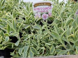 シレネ ユニ フローラ 寄せ 植え