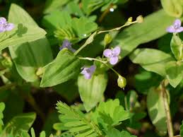 Image result for Murdannia semiteres