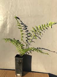 Image result for Ampelopteris