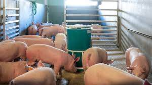 Image result for pig