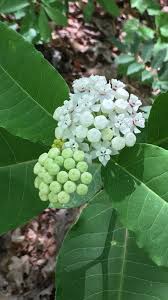 Redring Milkweed Asclepias Variegata L Milkweed Asclepias Plants
