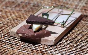 Can A Mouse Eat Chocolate Petschoolclassroom
