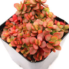 Image result for Crassula rhodesica