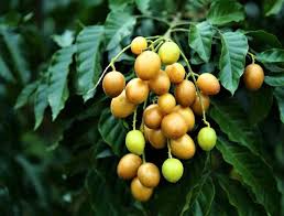 Image result for Clausena lansium