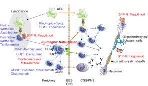 Common Immunopathogenetic Elements In Multiple Sclerosis Ms And Chronic Inflammatory Demyelinating Polyradiculoneuropathy Ci Multiple Sclerosis Cidp Disease