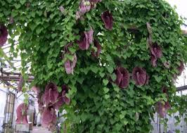 Alcune specie sono originarie della turchia, dell'iran settentrionale e di cipro, altre provengono dalla zona del messico e della california. Giardini Mgf I Migliori Rampicanti Sempreverdi