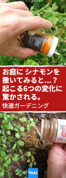 お庭にシナモンを撒くべき6つの理由 お庭にシナモンを撒いたらもう殺菌剤や防虫スプレーは必要ない ガーデニング シナモン 虫除け 菜園 庭 挿し木 殺菌剤 防カビ ハーブ 庭 虫除け 植物 庭 手入れ
