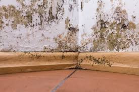 Black mold on concrete in basement. Brown Mold On Wall And Ceiling What How To Remove It