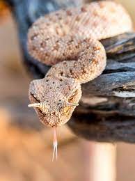 Arabian Horned Viper By Nistar Ps Poisonous Snakes Viper Snake Reptile Snakes