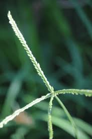 Image result for Chloris gayana