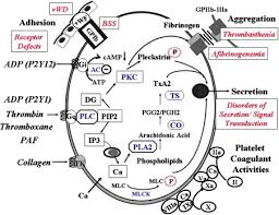 Image result for Platelet Dysfunction