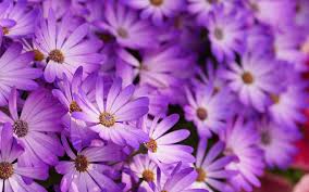 Our prints vary between bold and subtle so that you can find something to suit your aesthetic. Purple Flowers Wallpapers Wallpaper Cave