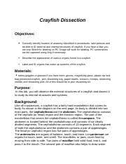 Answer to crayfish dissection worksheet 1. Crayfish Dissection Key Name Date Crayfish Dissection Objectives Describe The Appearance Of Various Organs Found In A Crayfish Name The Organs That Course Hero