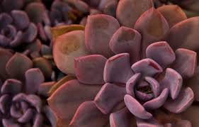 Succulents Wallpaper For Desktop 1860x1046 Wallpaper Teahub Io Most popular hd wallpapers for desktop / mac, laptop, smartphones and tablets with different resolutions. succulents wallpaper for desktop