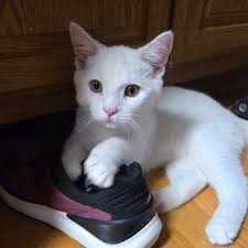 Recommended car dealership in Grand Blanc?