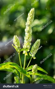 Image result for Justicia betonica