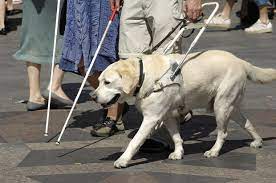How Are Guide Dogs Trained To Help The Blind