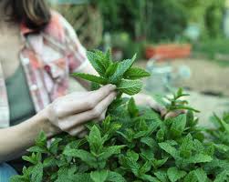 Sie ist ein flachwurzler, der sich durch ausläufer im garten ausbreitet. Minze Schneiden So Machen Sie S Richtig
