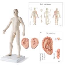 Anatomy charts and posters hd. Male Acupuncture 2 Ear Models Body Ear Chart 3b Scientific 3011941 Acupuncture Models Acupuncture Reference Figures
